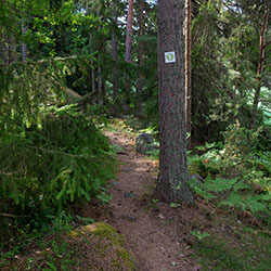 A path on the forest and a Barefoot Path sign on a pine trunk